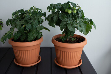 Growing tomatoes at home