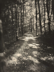Fototapeta premium A winding path through a dense forest, with tall trees casting long shadows across the path. 