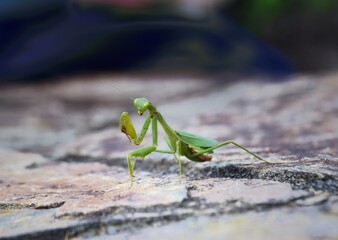 Stone wall and the praying mantis
