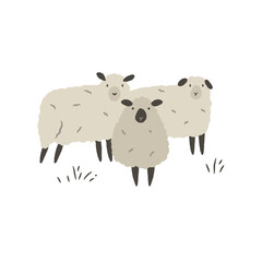 Hand drawn illustration of three cute sheep isolated on white background