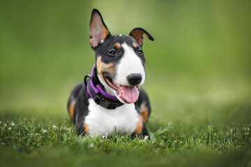 happy miniature bull terrier puppy lying on grass in a collar