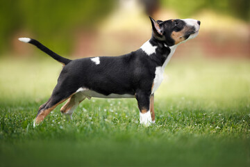 tricolor miniature bull terrier puppy standing on grass outdoors
