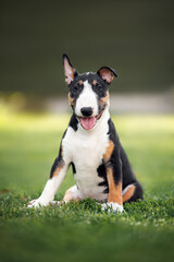 happy miniature bull terrier puppy sitting on grass in summer
