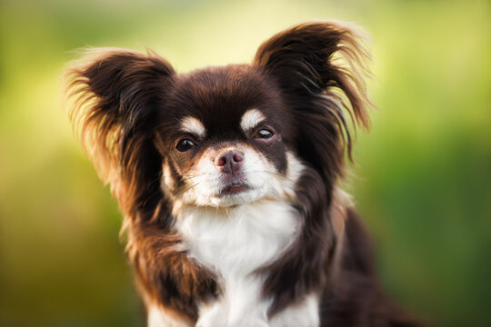 long haired chihuahua dog portrait outdoors in summer