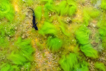 Swimming among the algae, aerial view of Alpine newt (Ichthyosaura alpestris)