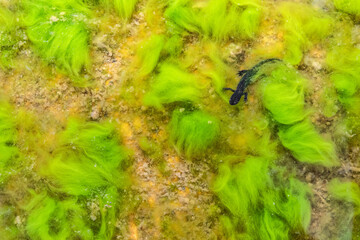 Among the algae, the mighty Alpine newt swims in the pond (Ichthyosaura alpestris)