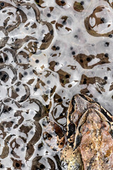 The mating season, Common frog male and female in love (Rana temporaria)