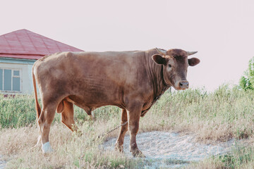 Bull in close-up on the background of a house in the village