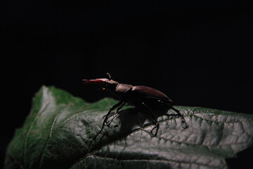 A deer beetle in close-up on a green tree leaf. 