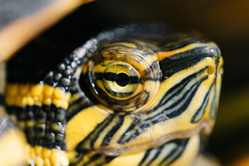 The turtle is green yellow red in close-up.
