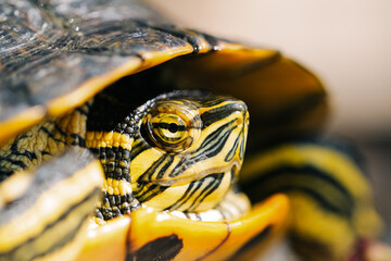 The turtle is green yellow red in close-up.