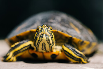 The turtle is green yellow red in close-up.