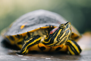 The turtle is green yellow red in close-up.