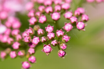 Flowers. Pink flower buds on a green background close-up