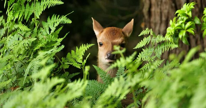 newborn fawn hiding behide ferns  in the woods