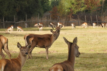 deer in the forest
