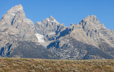 Fototapeta premium Bull Elk in Grand Teton National Park Wyoming During the Rut in Autumn