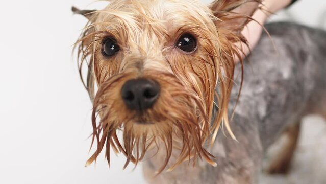 Dog grooming salon. A female groomer bathes a purebred small dog in a bathtub in a professional pet grooming salon.