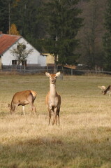 herd of deer