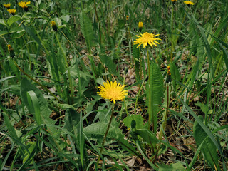 Two yellow dandelions against a background of green grass close-up. Spring concept.