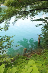 Fototapeta premium tropical forest