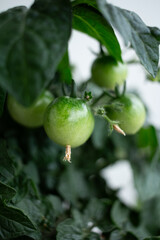 Green tomato growing on a branch.