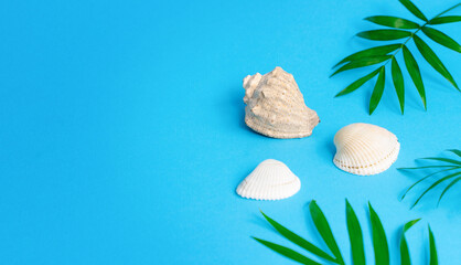 Three white shells lie next to palm branches on a blue background. Summer background