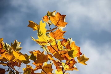 Colorful autumn trees in forest