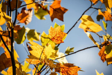 Colorful autumn trees in forest