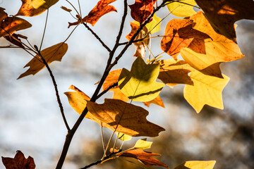 Colorful autumn trees in forest