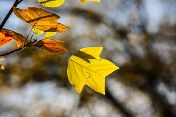 Obraz premium Colorful autumn trees in forest