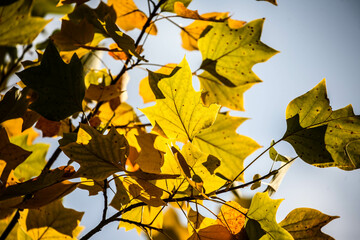 Colorful autumn trees in forest
