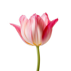 Fototapeta premium Tulip on a transparant background, PNG, Generative AI