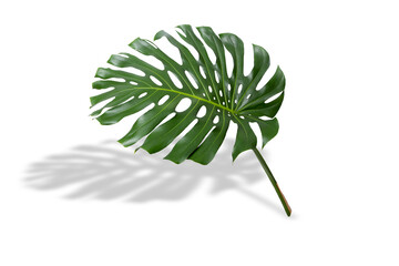monstera deliciosa plant, large single leaf with stem isolated on white background with shadow, philodendron © chbsc