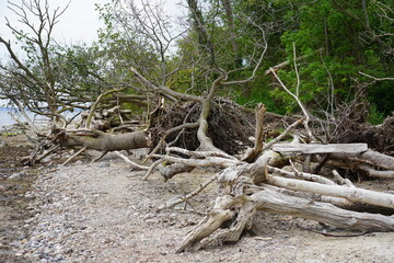 Umgestürzte Bäume an der Küste der Ostsee in der Lübecker Bucht