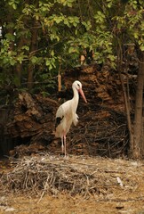 stork in the nest