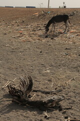 SUZUZLUK VE AÇLIK İLE SAVAŞAN EŞEK