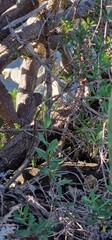 Gallotia galloti, also known commonly as Gallot's lizard, the Tenerife lizard, and the Western Canaries lizard, is a species of wall lizard in the genus Gallotia. The species is native to the Canary I