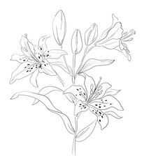 Lily Flowers Hand Drawn ink Beautiful Decorative Element for design. Vector illustration