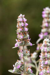 Close up of the purple flowers of the Downy Woundwort scientific name Stachys viticina growing in Israel.
