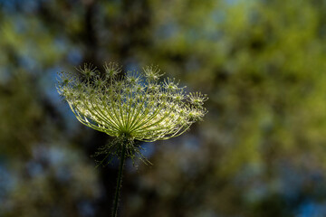 Close up of the bare flower head, no petals left, of Queen Anne's Lace also known as Cow Parsley or Wild Chervil scientific name Anthriscus lamprocarpus  which grows wild in Israel.
