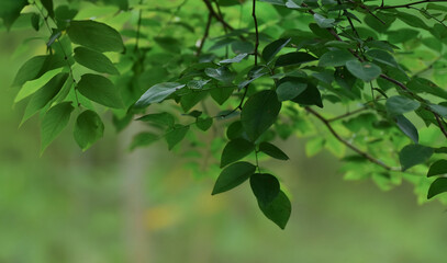 Obraz premium Green leaves for making backgrounds