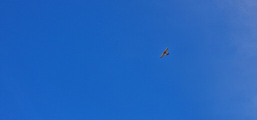 bird in canary islands tenerife blue skies