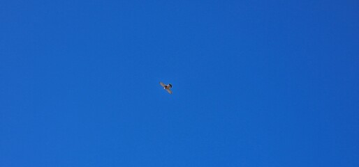 bird in canary islands tenerife blue skies
