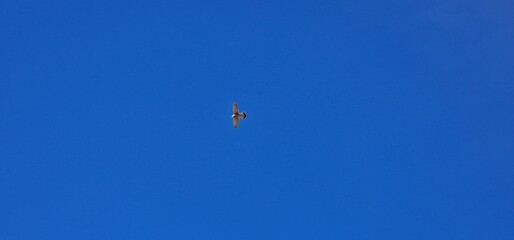 bird in canary islands tenerife blue skies