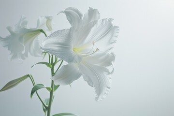 Elegant White Lily in Full Bloom: Serene Realistic Photography with Soft Lighting on a Pure Background
