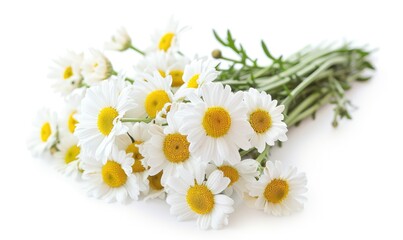 Delicate Beauty: Realistic Daisy Bouquet on White Background - High Resolution Photography of Simple and Charming Floral Arrangement.