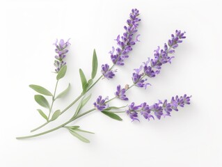 Obraz premium Serenity in Bloom: Detailed Photography of Fresh Lavender Flowers on White Background