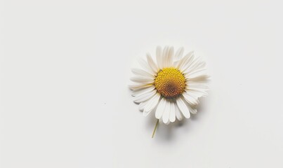 Obraz premium Serene Single Daisy: High-Contrast Realism in Perfect Bloom on White Background
