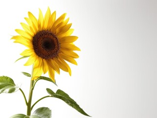 Obraz premium Vibrant Sunflower in Full Bloom: Realistic Photography of a Bright Yellow Flower on White Background
